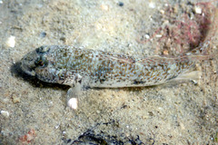 Exquisite Sand-Goby photo 5
