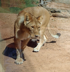 Panthera leo