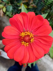 Asteraceae