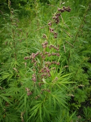 Artemisia vulgaris kamtschatica