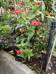 Asteraceae