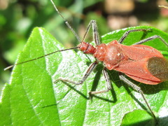 Cutocoris russatus