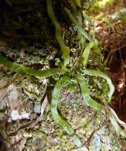 Wasp Orchid (Taeniophyllum fasciola)