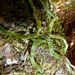 Taeniophyllum fasciola - Photo no hay derechos reservados, subido por Peter de Lange