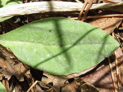 Tephroseris kirilowii