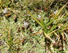 Gentiana newberryi