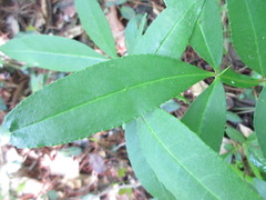 Zanthoxylum armatum