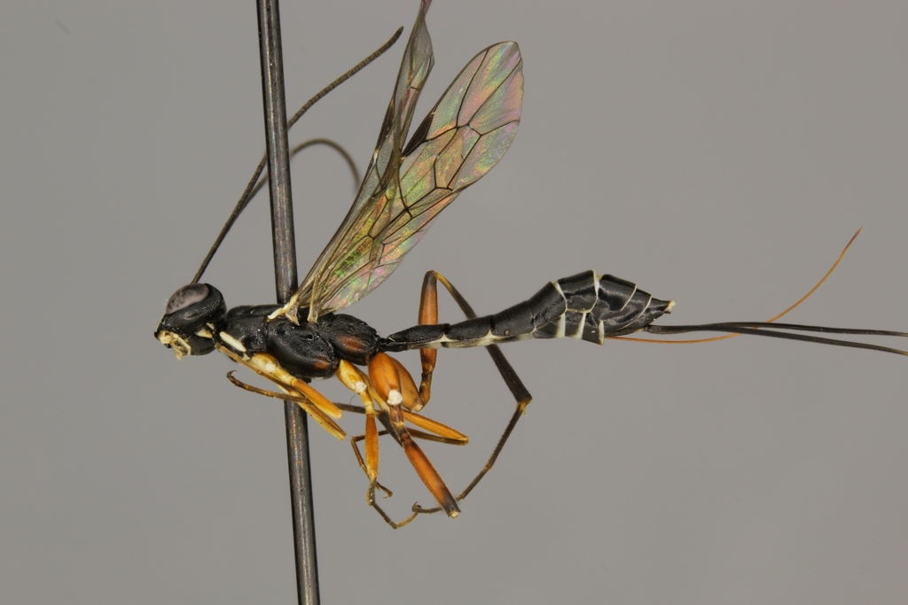 Neoxorides pilulus