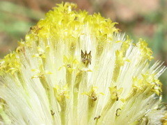 Tephroseris kirilowii