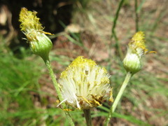 Tephroseris kirilowii