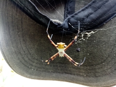 Argiope argentata