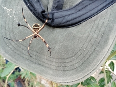 Argiope argentata