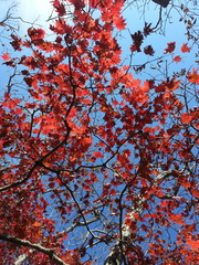 Acer pseudosieboldianum