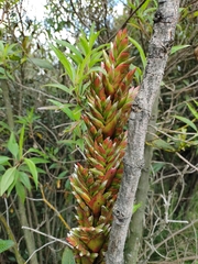 Tillandsia pastensis