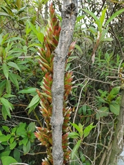 Tillandsia pastensis