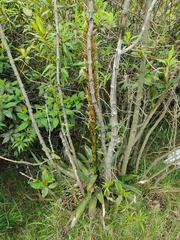 Tillandsia pastensis