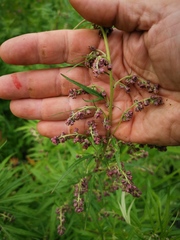 Artemisia vulgaris kamtschatica