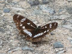 Limenitis doerriesi
