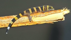 Sphaerodactylus nigropunctatus strategus
