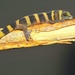 Sphaerodactylus nigropunctatus strategus - Photo (c) Wayne Fidler, some rights reserved (CC BY-NC), uploaded by Wayne Fidler