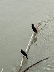 Phalacrocorax carbo