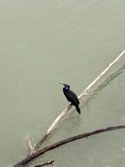 Phalacrocorax carbo
