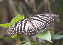 Penthema lisarda lisarda