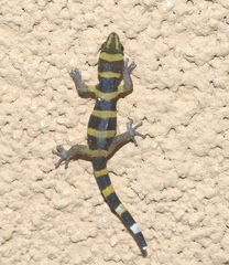 Sphaerodactylus nigropunctatus strategus