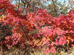 Acer pseudosieboldianum