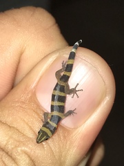 Sphaerodactylus nigropunctatus strategus