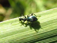 Anthelephila caerulea