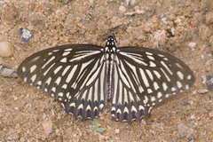 Papilio clytia clytia