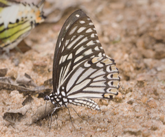 Papilio clytia clytia
