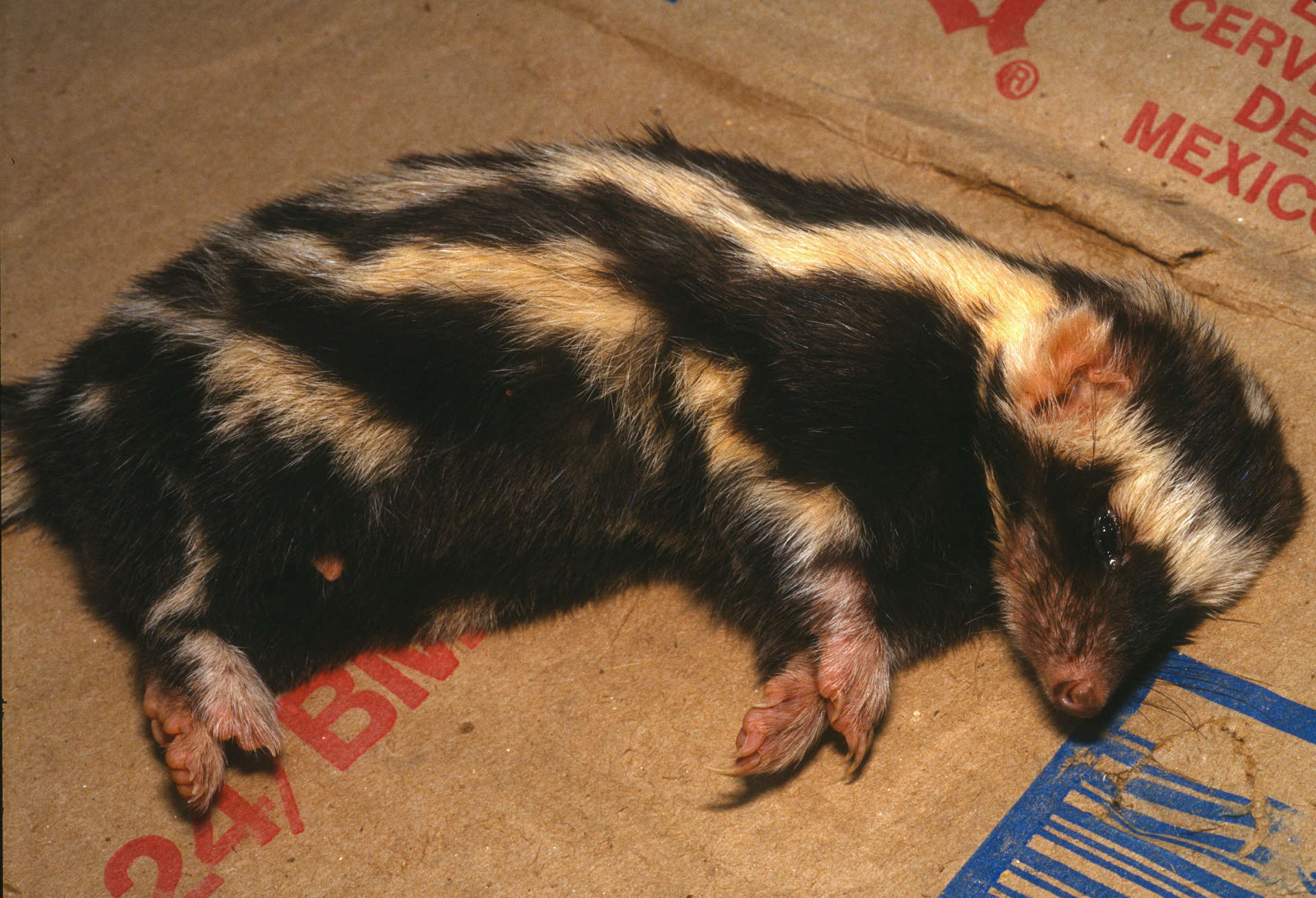 Spilogale pygmaea Thomas, 1898