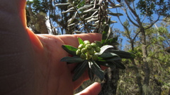 Monticalia pulchella