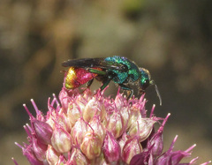 Hedychrum virens