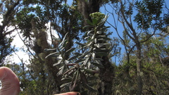 Monticalia pulchella