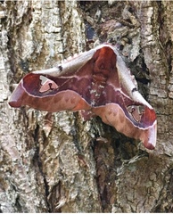 Holocerina smilax