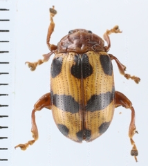 Podontia