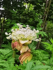 Angelica ursina