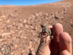 Liolaemus audituvelatus