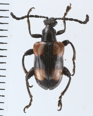 Lilioceris quadripustulata