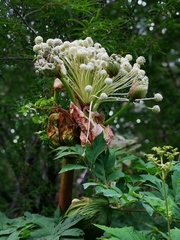 Angelica ursina