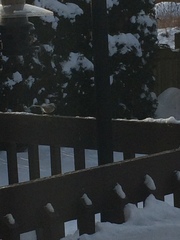 Poecile atricapillus