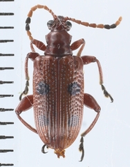 Lema quadripunctata