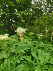 Angelica ursina