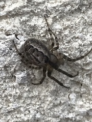 Zygiella x-notata