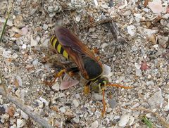 Stizus fasciatus