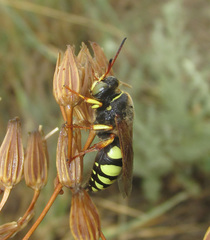 Sphecius antennatus