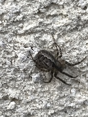 Zygiella x-notata